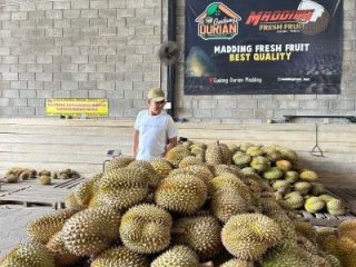 Gudang Durian Madding Sleman Jadi Magnet Wisata Kuliner dan Penggerak Ekonomi Kreatif
